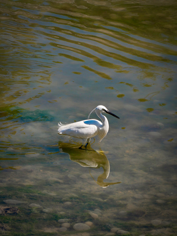 Photo d'un oiseau à l'ile de Ré